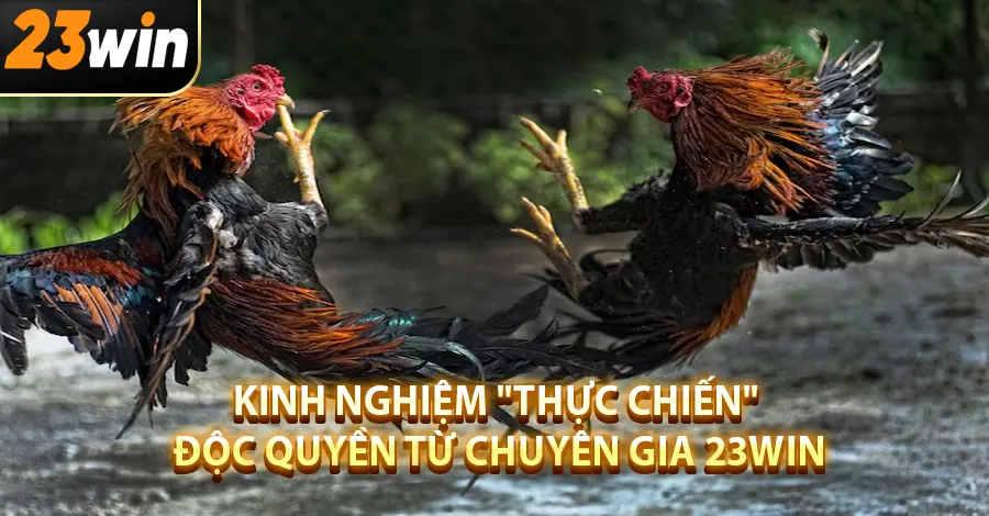 Kinh nghiệm "thực chiến" độc quyền từ chuyên gia 23win