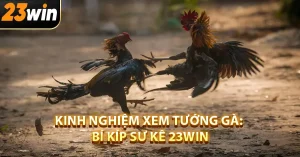 Kinh nghiệm xem tướng gà: Bí kíp sư kê 23win