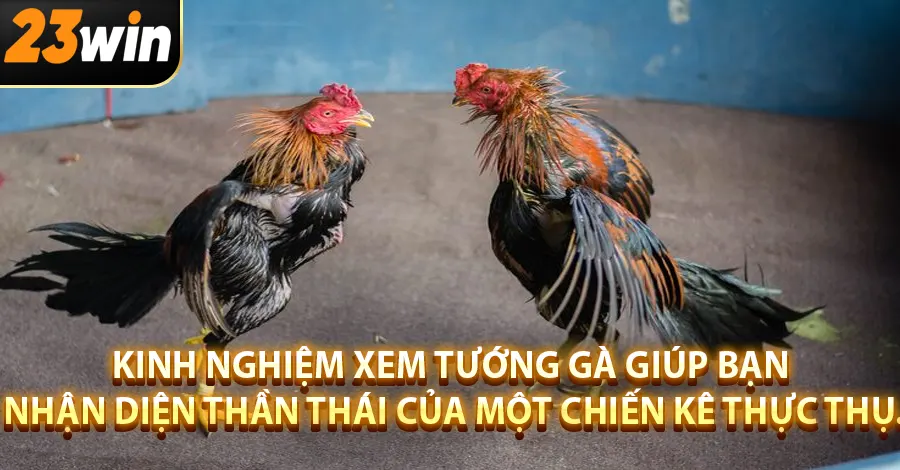 Kinh nghiệm xem tướng gà giúp bạn nhận diện thần thái của một chiến kê thực thụ.