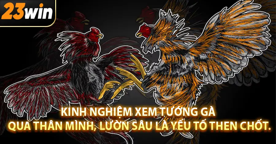 Kinh nghiệm xem tướng gà qua thân mình, lườn sâu là yếu tố then chốt.